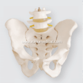 Life-Size Pelvis with 2pcs Lumbar Vertebrae